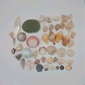 Lot 45 Seashells Scallop Conch Clam Tectus Sand Dollar Nautical Florida Beach